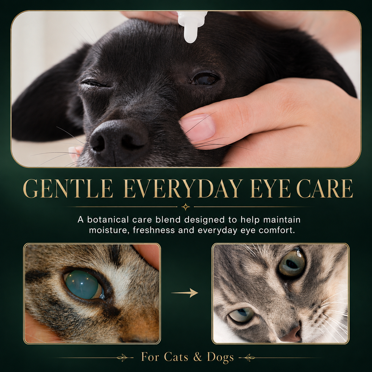Pet Eye Drops for Dogs & Cats, Gentle Eye Care Formula with Honeysuckle, Blueberry & Chamomile, 100ml